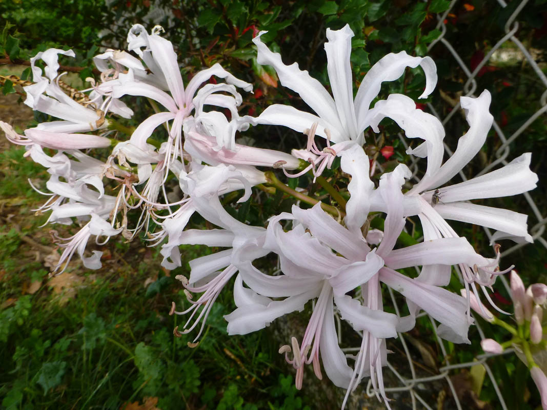Nerine bowdenii en fleurs dans les prairies herbeuses des contreforts du Drakensberg